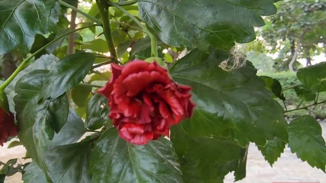 Surah Yaseen | Ar-Rhaman | Surah Yasin 2 Times Daily Quran Tilawat Episode 225 Beautiful Recitation смотреть онлайн