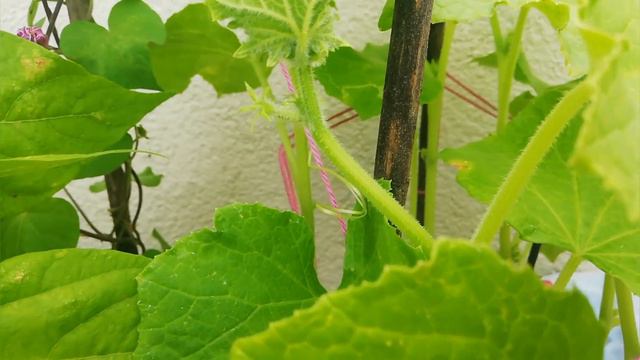 Sizlere, balkonumu gezdireyim. 🤗 #balkonbahçeciliği #balkon #bahçe #aboneolun #keşfet #video смотреть онлайн