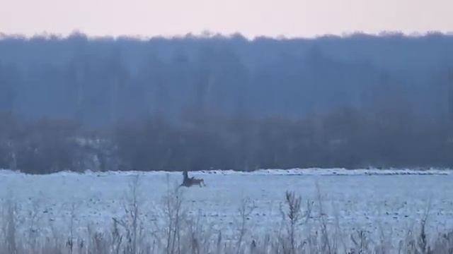 КРАСОЧНАЯ ОХОТА НА ЗАЙЦА ПО ПЕРВОМУ СНЕГУ. Два дня на охоте
