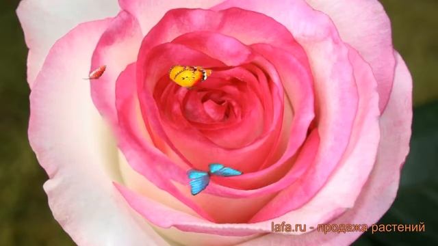 Роза чайно-гибридная Дольче Вита ? роза Дольче Вита обзор: как сажать саженцы розы Дольче Вита смотреть онлайн