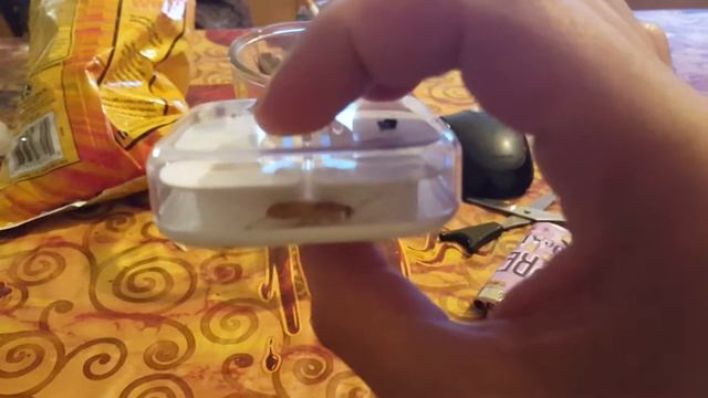 САМОЕ БЮДЖЕТНОЕ ДОМАШНЕЕ ЖИВОТНОЕ !??? смотреть онлайн