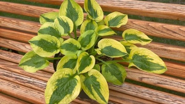 Хоста Glad Rags