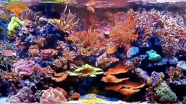 Грабли веерные Для любителей канала Грабли Live 20 09 2023 смотреть онлайн