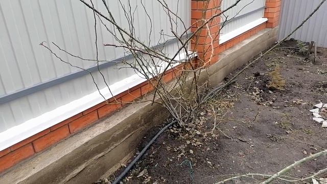 Прогулка по саду после зимы смотреть онлайн