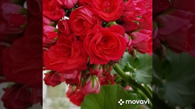 ПЕЛАРГОНИЯ СОРТ АННА КАРЕНИНА // КОЛЛЕКЦИЯ ЛИПАТОВОЙ АНАСТАСИИ // ВАЦАП 89152458159 ПИСЬМЕННО смотреть онлайн