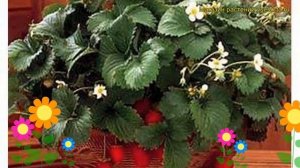 Земляника садовая Фреска. Краткий обзор, описание характеристик fragaria ananassa Freska