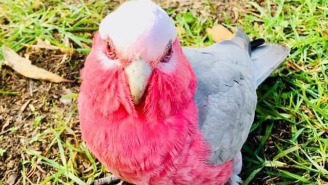 Gala Birds #galahcockatoo Rose-Breasted Cockatoo смотреть онлайн