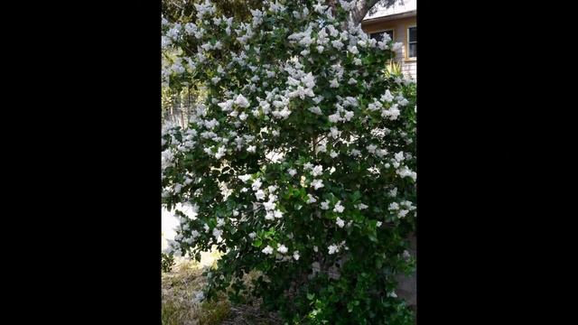 КРАСНОКОРЕННИК (CEANOTHUS) сем. Крушинных смотреть онлайн
