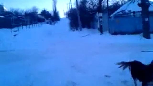 Дикий прыжок на санках / 21 январь 2014 смотреть онлайн
