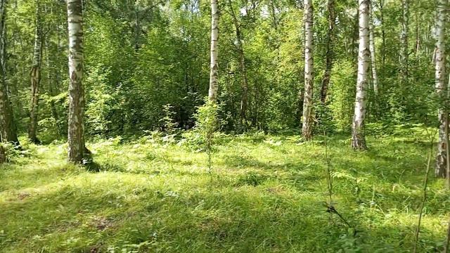 Алтай 2023. Часть 3. Тюнгур - Верх-Уймон - Усть-Кокса - Красная гора - Новосибирск - Зоопарк. смотреть онлайн
