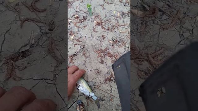 Ловля в Славянске на Кубани на реке Протока