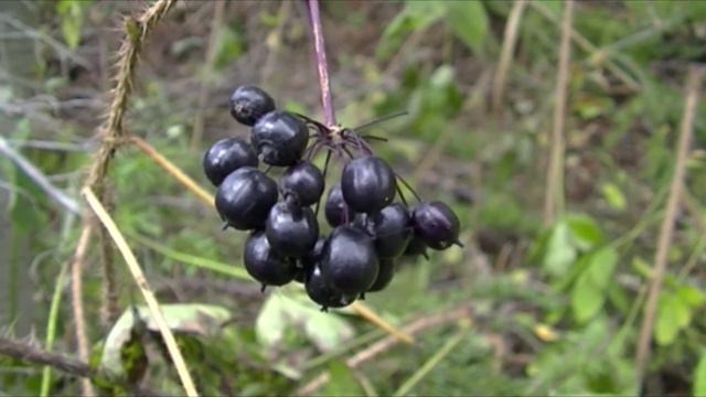 Осень Сахалин 2015 г смотреть онлайн