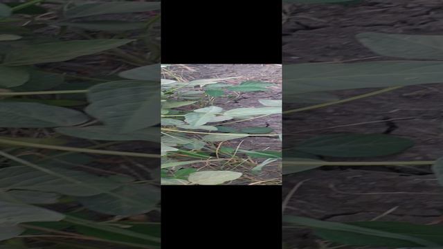 Ускоряем рост плохо растущей Сои в засуху с Осаагро.