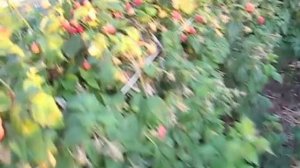 МАЛИНА МАРОСЕЙКА  ЯГОДЫ В НАШЕМ САДУ