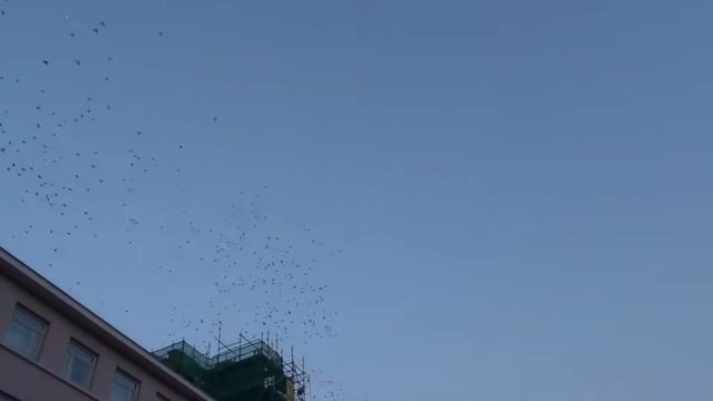 Мурмурация смотреть онлайн
