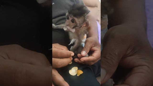 Baby Monkey Dino woke up in the middle of the night wanting to snack on Yupi pizza смотреть онлайн