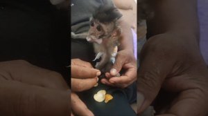 Baby Monkey Dino woke up in the middle of the night wanting to snack on Yupi pizza