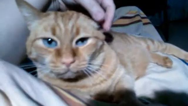 Funny cat Vasya Васюн и ушки смотреть онлайн