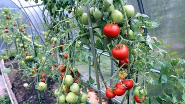 Как ускорить дозревание зеленых помидоров в домашних условиях смотреть онлайн