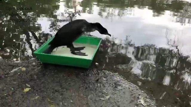 ВОЗВРАТ БАКЛАНА В ПРИРОДУ смотреть онлайн