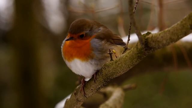 European Robin (Erithacus rubecula) / Rotkehlchen [16] смотреть онлайн
