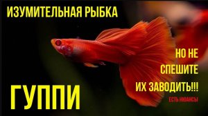 ГУППИ. Лучшая Аквариумная Рыбка, Если Знать Нюансы.