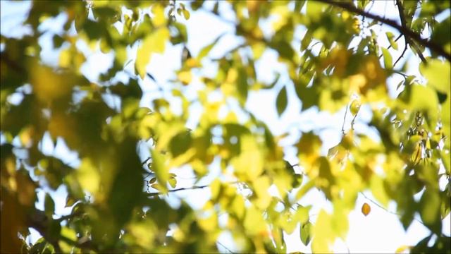 Все люди живут, как цветы цветут! смотреть онлайн