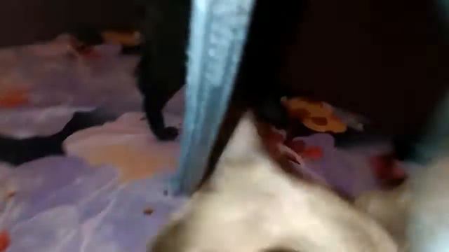ЕВРОПЕЙСКАЯ БУРМА смотреть онлайн