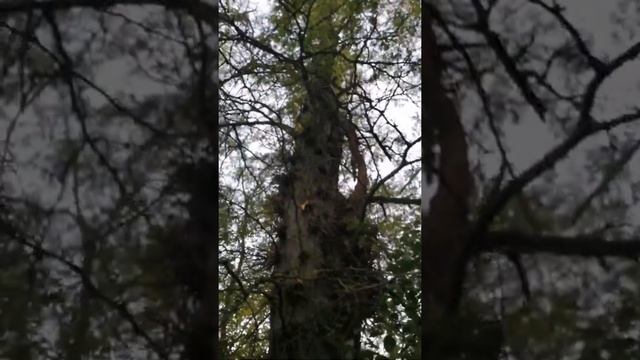 Гледичия трёхколючковая (Gleditsia triacanthos) имеет колючки только до определённой высоты смотреть онлайн