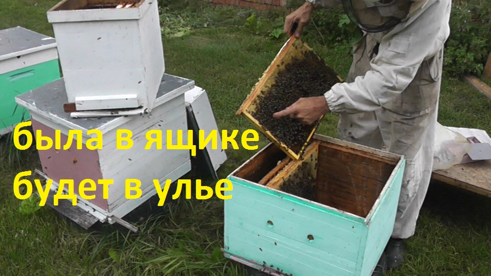 пересадка семьи из одного жилища в другое смотреть онлайн