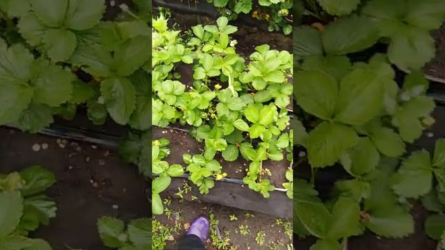 Продолжаю рассказывать о приобретенной в питомнике клубнике НСД Сан Андреас,Вивара,Альбион. смотреть онлайн