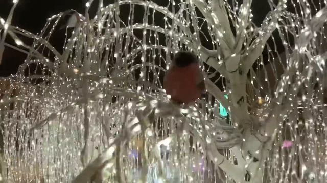 Новогодние подарки. Семейный шоппинг. Моем ёлку. Платон и его навыки. Прогулка по Нижнему Новгороду смотреть онлайн