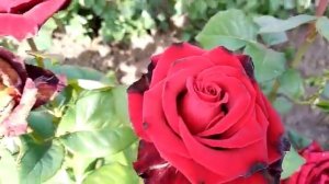 Обзор: Роза - сорт Гранд аморе,  чайно гибридная роза Большая Любовь