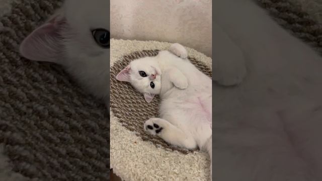 Котёнок британской шиншиллы смотреть онлайн