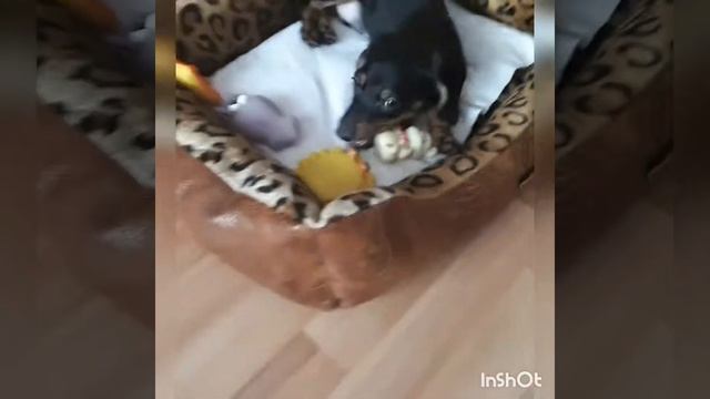 Щенок таксы 2,5 месяца смотреть онлайн