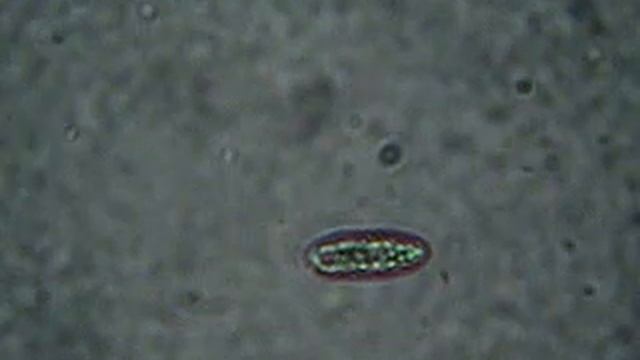 Infusoria: Life in A Drop of Water: Running in water! смотреть онлайн