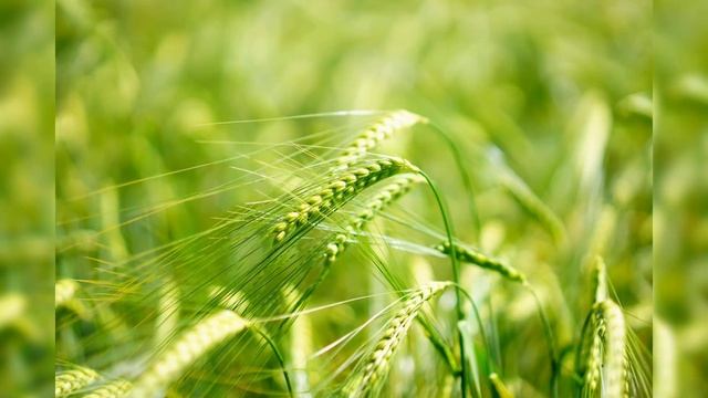 Что за Друга мы имеем. Сборник "Песнь возрождения" смотреть онлайн