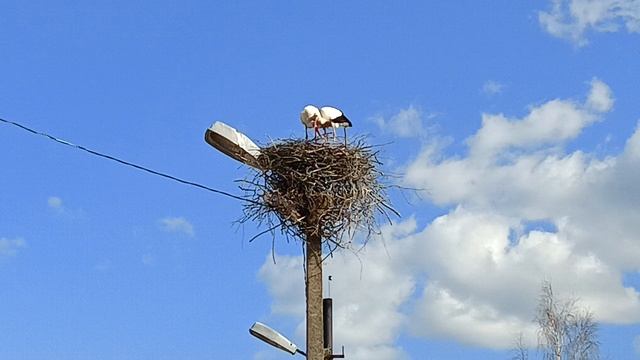 Аисты в селе Вольная горка! Новгородская область смотреть онлайн