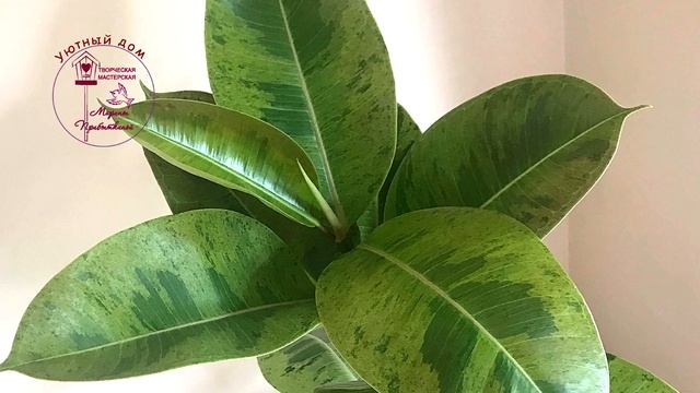 Фикус эластика (каучуконосный). Описание сортов. смотреть онлайн