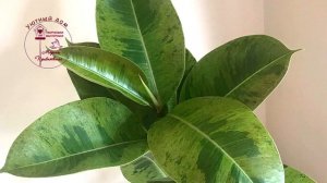 Фикус эластика (каучуконосный). Описание сортов.