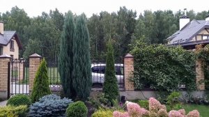 Как отличить скальный можжевельник Блю Эрроу от Скайрокета?