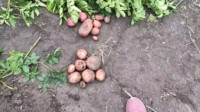 Как я вырастил КАРТОФЕЛЬ В МЕШКЕ. Необычный способ, который мне очень понравился! смотреть онлайн