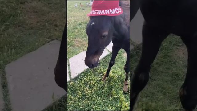 грустная история про моего жеребёнка?❤️ смотреть онлайн