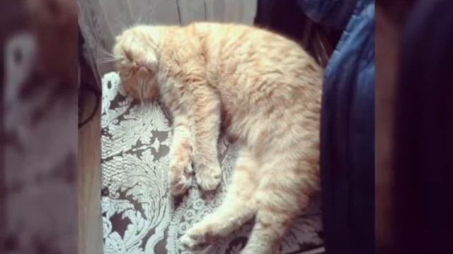 Вот что значит стать кошкой !! смотреть онлайн