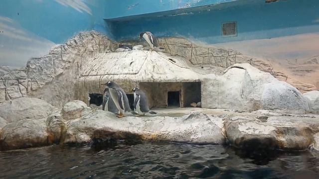 Московский зоопарк. смотреть онлайн