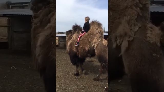 Обучение верблюда смотреть онлайн