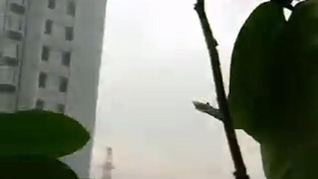 Лимон на Подоконнике Зацвел смотреть онлайн