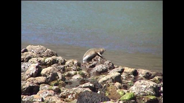 The Woods at Brother In The Wild 2022 смотреть онлайн