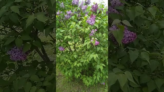 Сирень на клумбе. смотреть онлайн