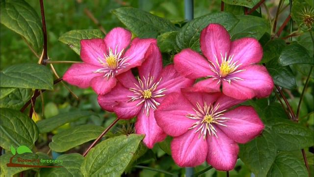 Asian Virgins Bower | Clematis Florida | Super Slow Motion | Blooming Greenery смотреть онлайн